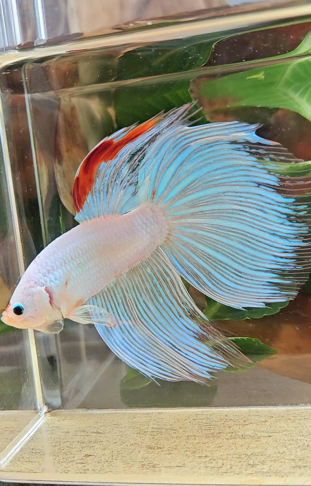 SUPER GIANT HALFMOON TOTAL 9,5CM+ WHITE FANCY AOC RED DORSAL BETTA FISH