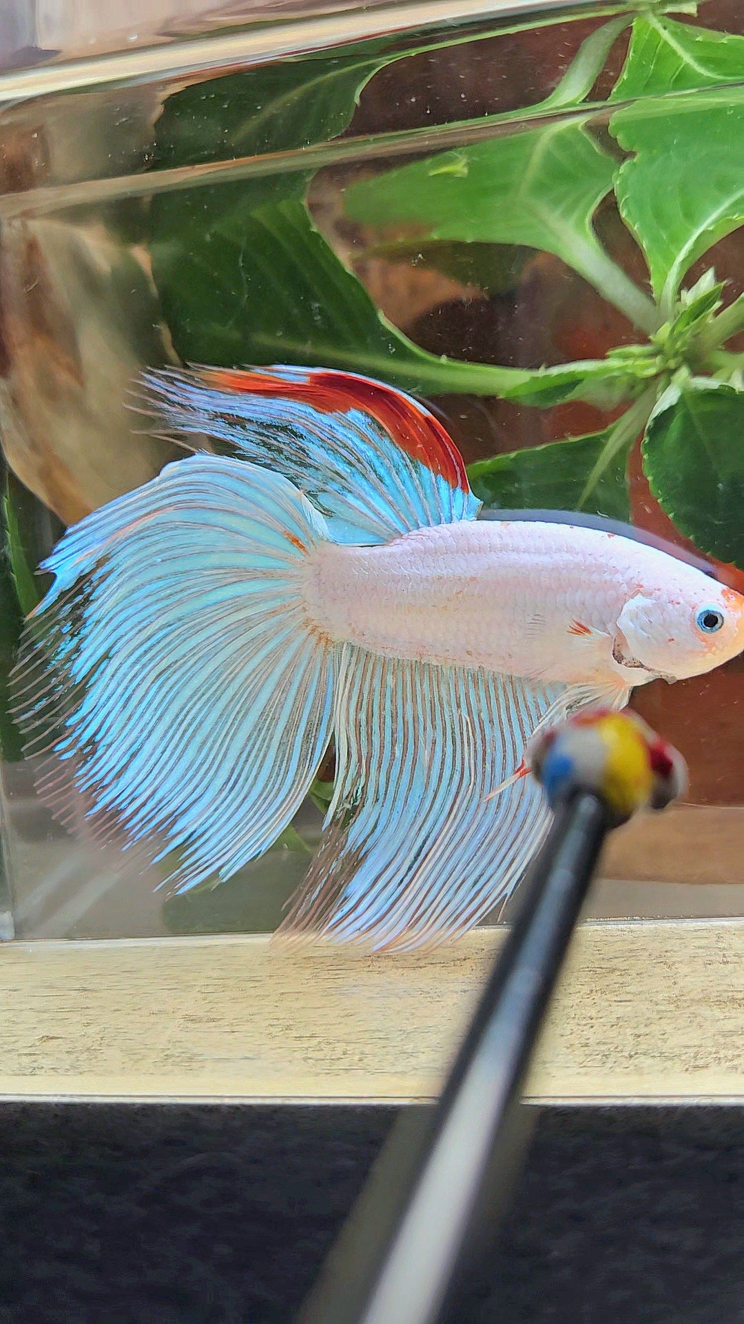 SUPER GIANT HALFMOON TOTAL 9,5CM+ WHITE FANCY AOC RED DORSAL BETTA FISH