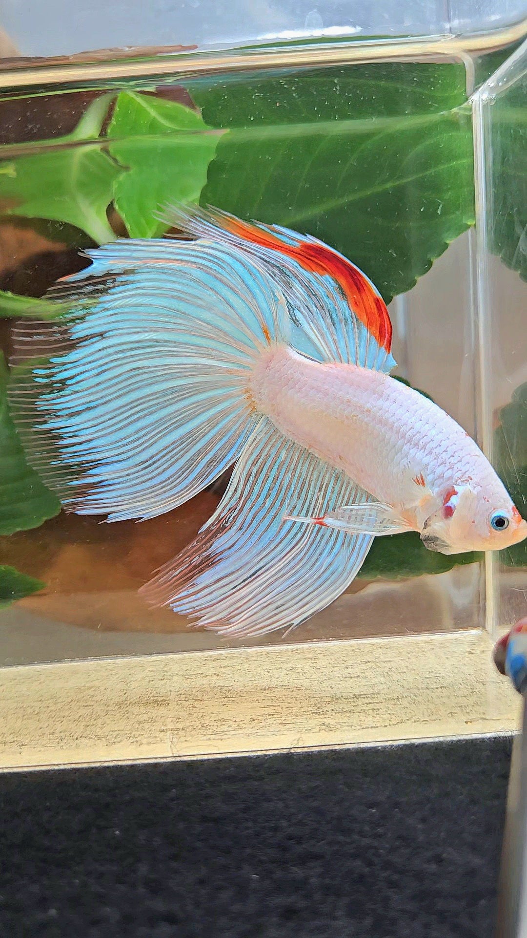 SUPER GIANT HALFMOON TOTAL 9,5CM+ WHITE FANCY AOC RED DORSAL BETTA FISH