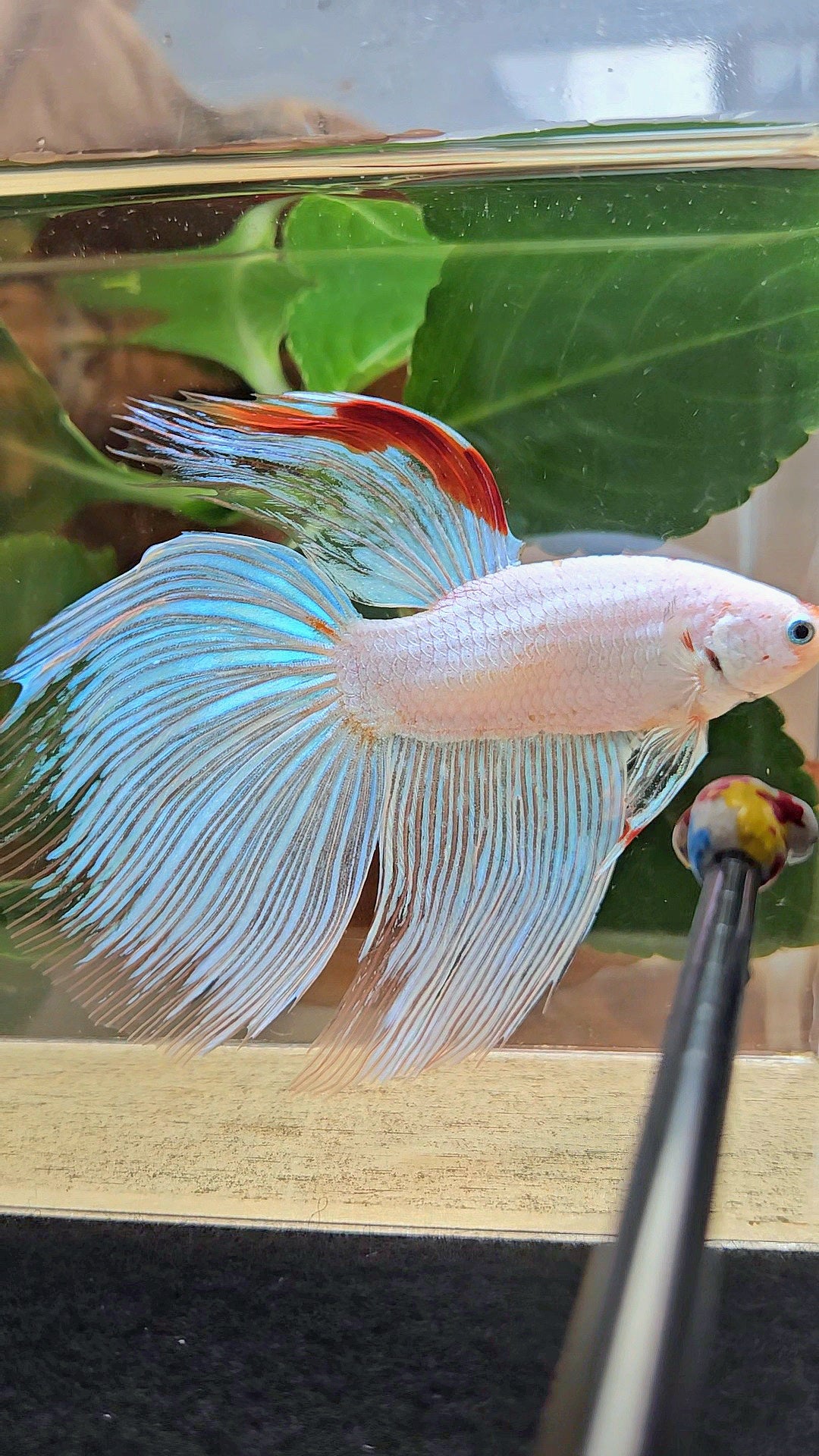 SUPER GIANT HALFMOON TOTAL 9,5CM+ WHITE FANCY AOC RED DORSAL BETTA FISH