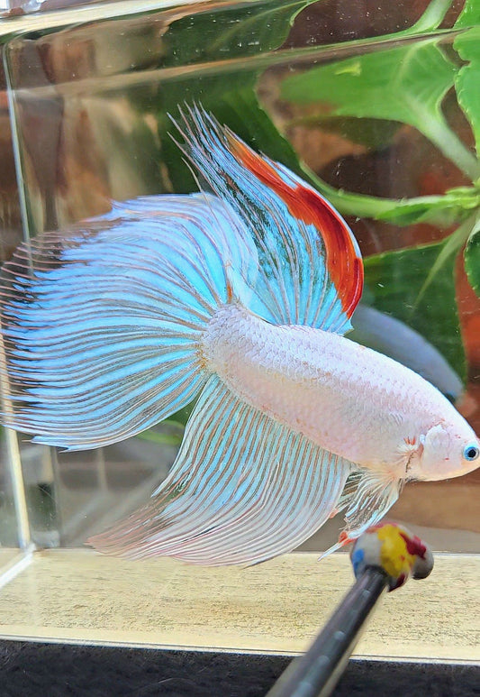 SUPER GIANT HALFMOON TOTAL 9,5CM+ WHITE FANCY AOC RED DORSAL BETTA FISH