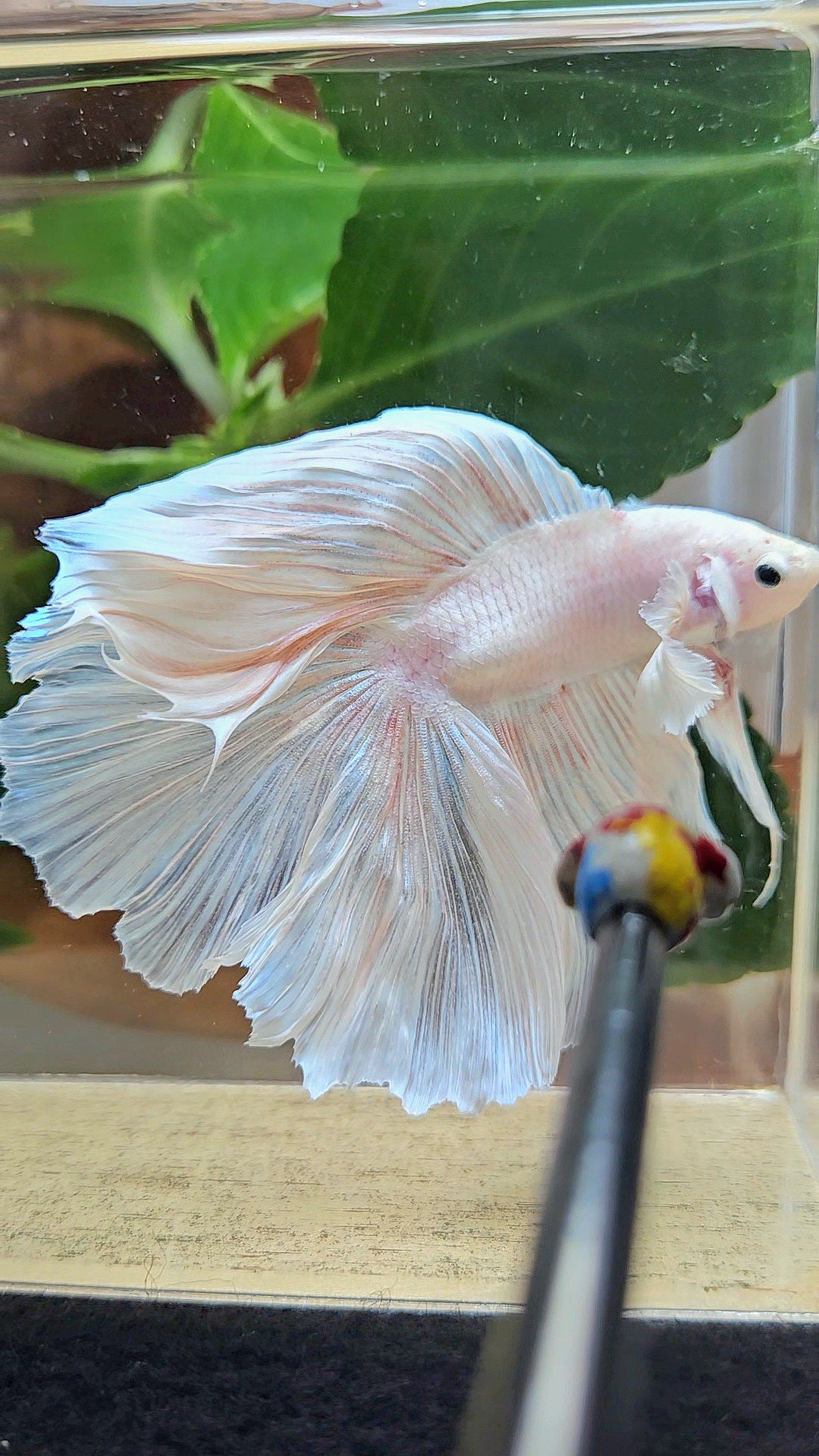 XL HALFMOON DOUBLE TAIL BIG EAR WHITE PLATINUM BETTA FISH