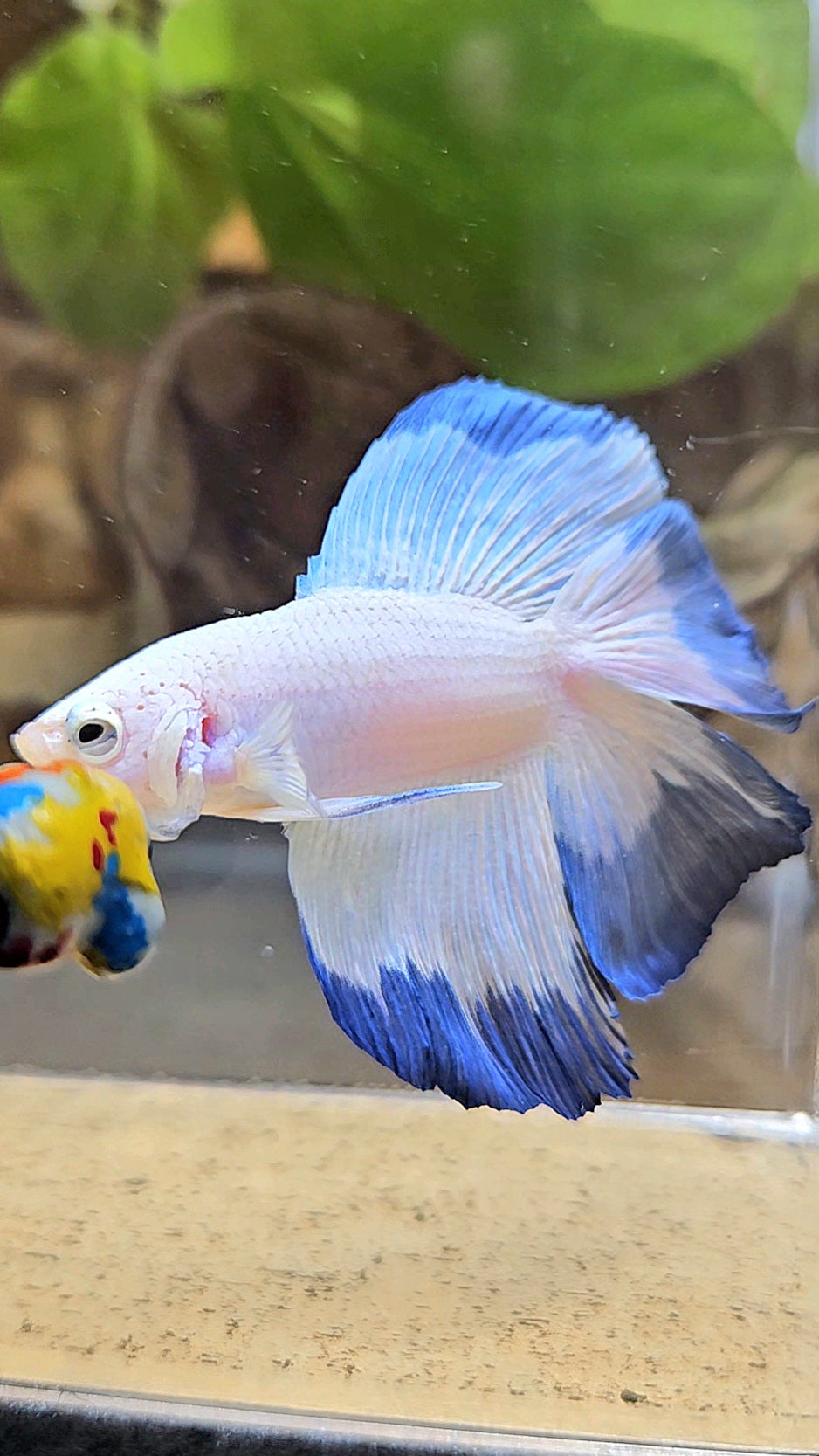 HALFMOON DOUBLE TAIL BLUE RIM BETTA FISH