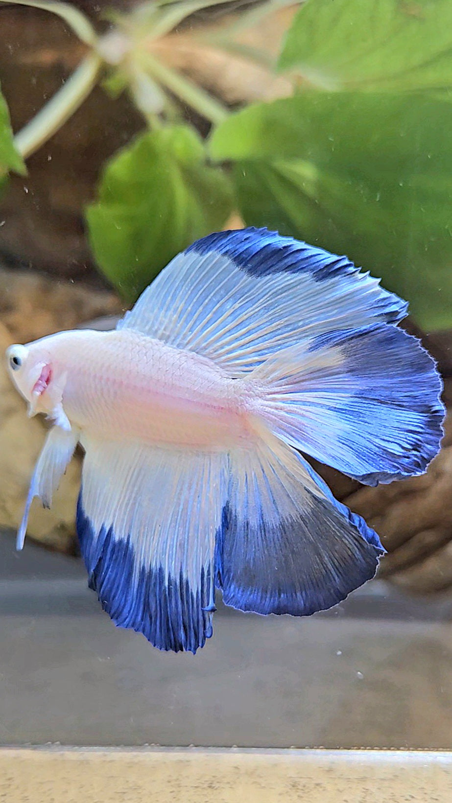 HALFMOON DOUBLE TAIL BLUE RIM BETTA FISH