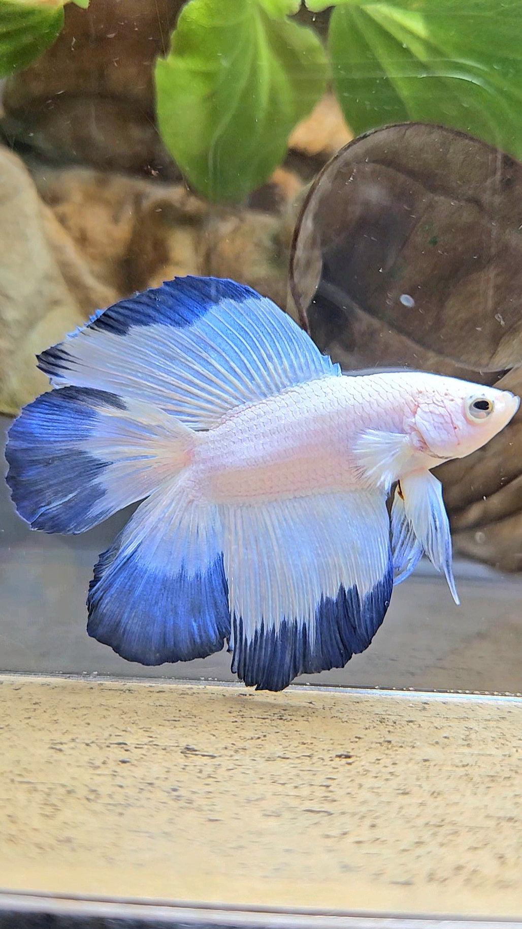 HALFMOON DOUBLE TAIL BLUE RIM BETTA FISH