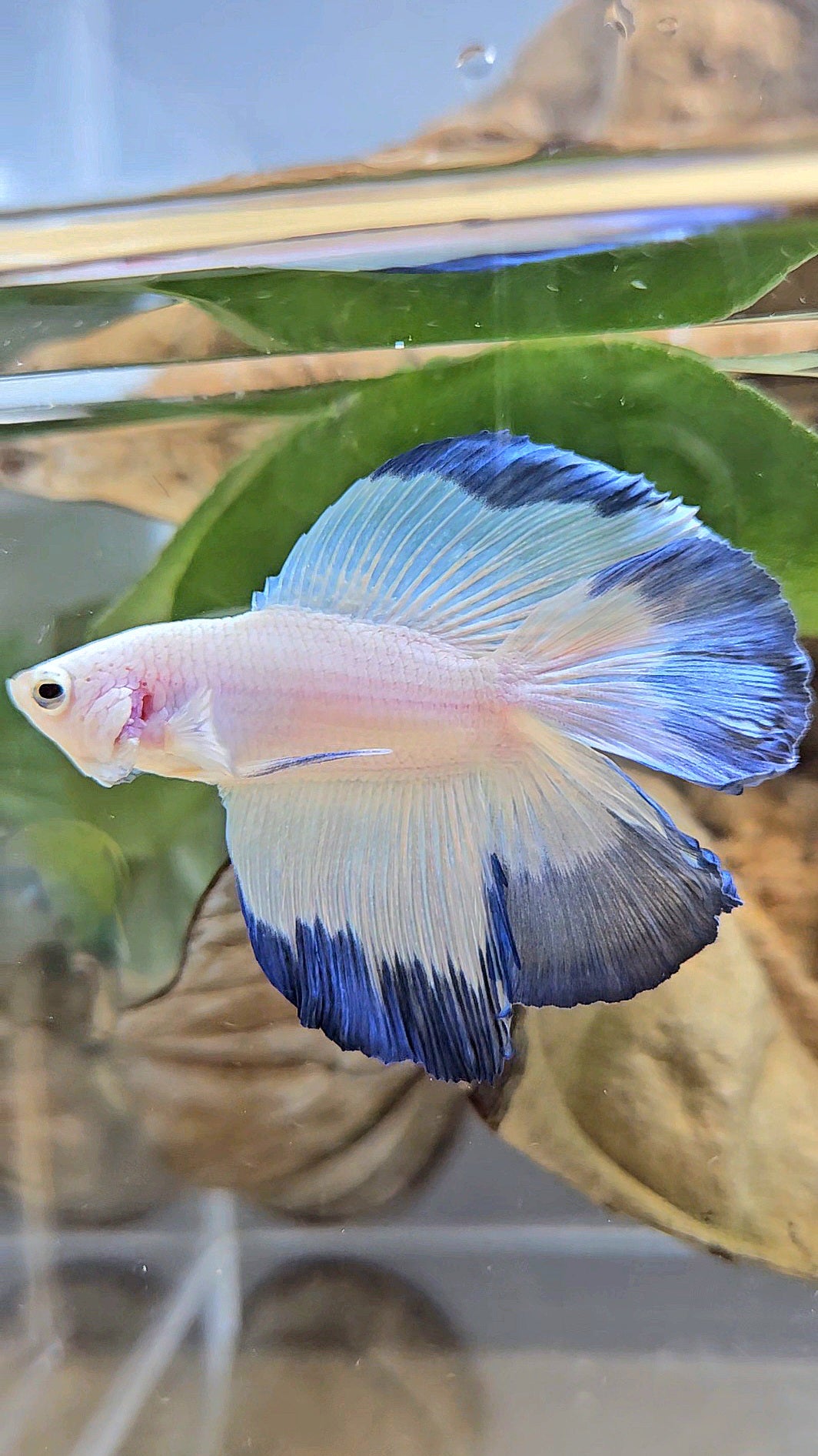 HALFMOON DOUBLE TAIL BLUE RIM BETTA FISH