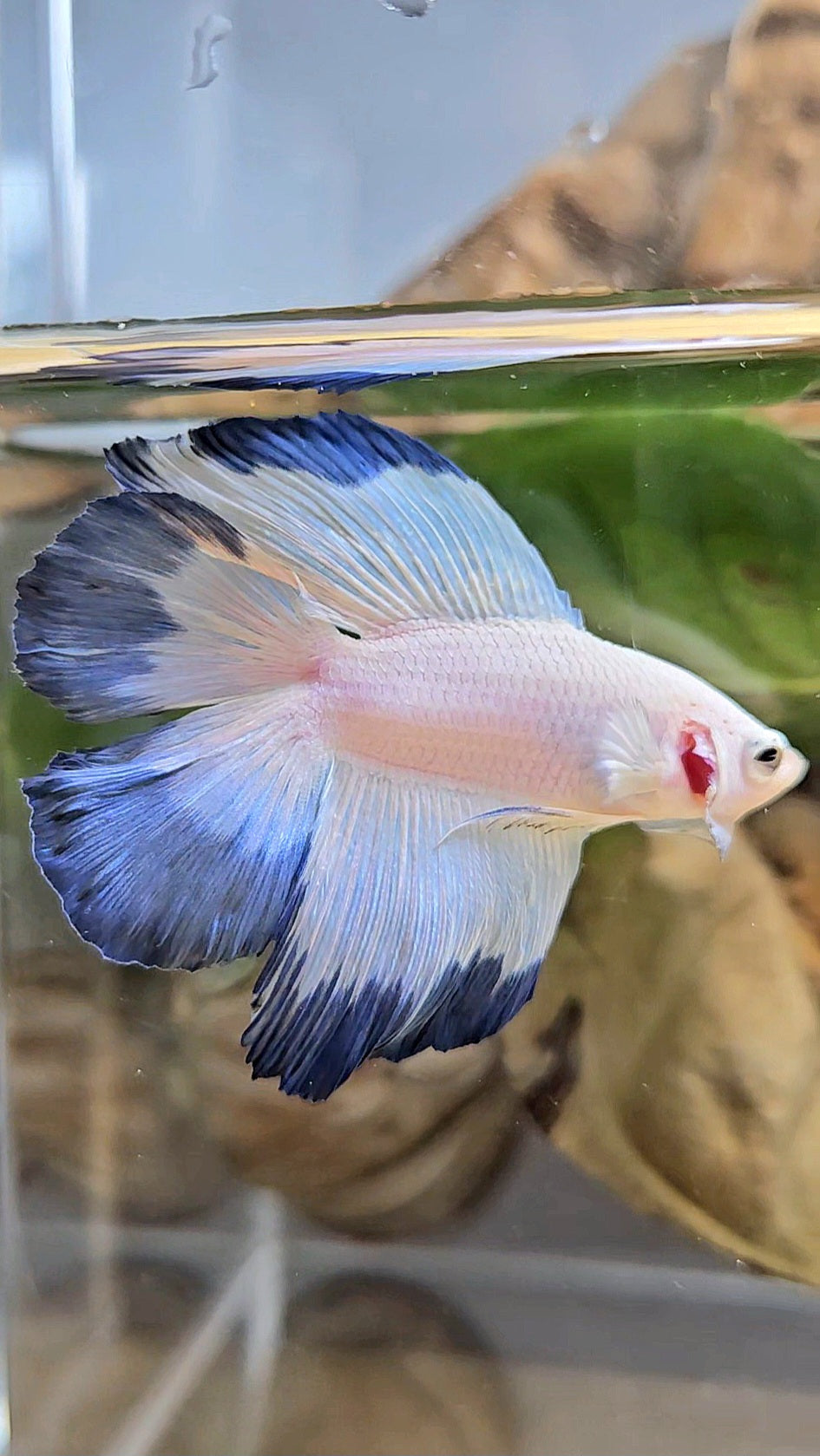 HALFMOON DOUBLE TAIL BLUE RIM BETTA FISH