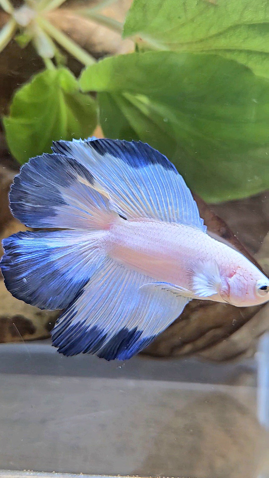 HALFMOON DOUBLE TAIL BLUE RIM BETTA FISH