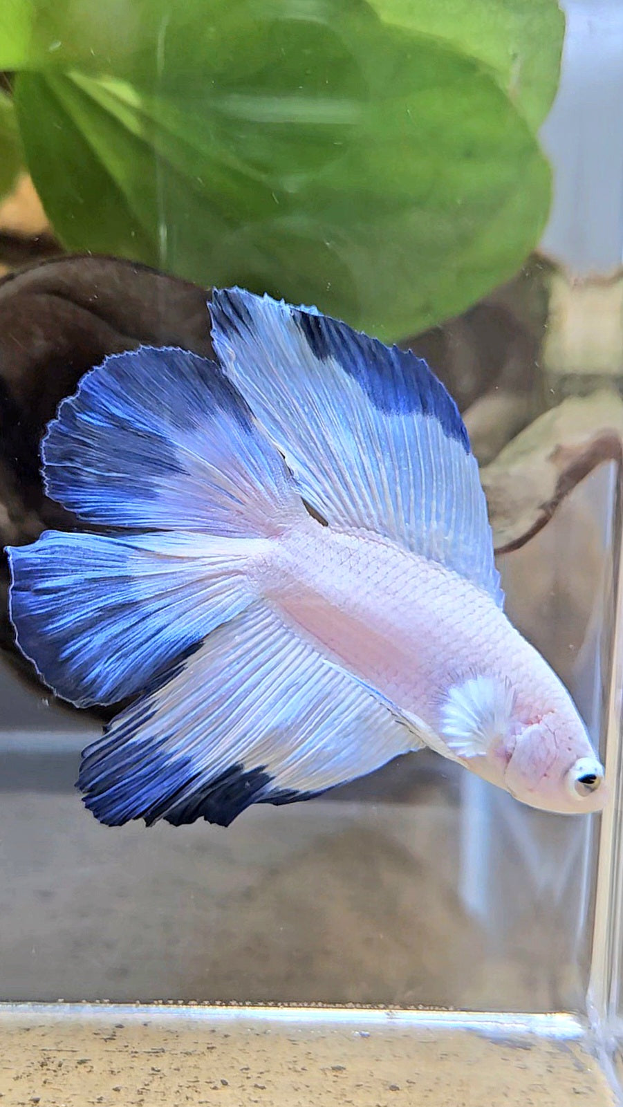 HALFMOON DOUBLE TAIL BLUE RIM BETTA FISH
