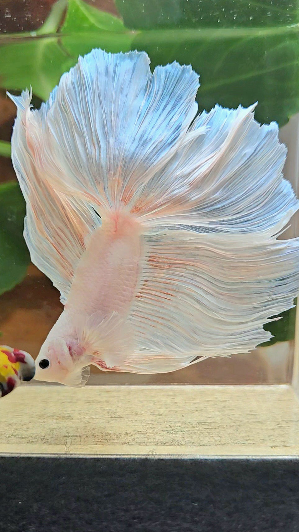 XL HALFMOON DOUBLE TAIL BIG EAR WHITE PLATINUM BETTA FISH