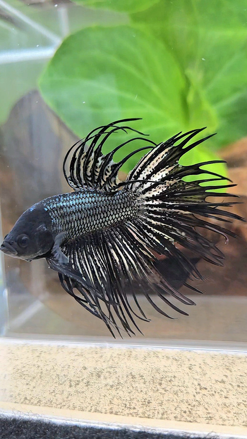 CROWNTAIL BLACK COPPER HYBRID WILD BETTA FISH