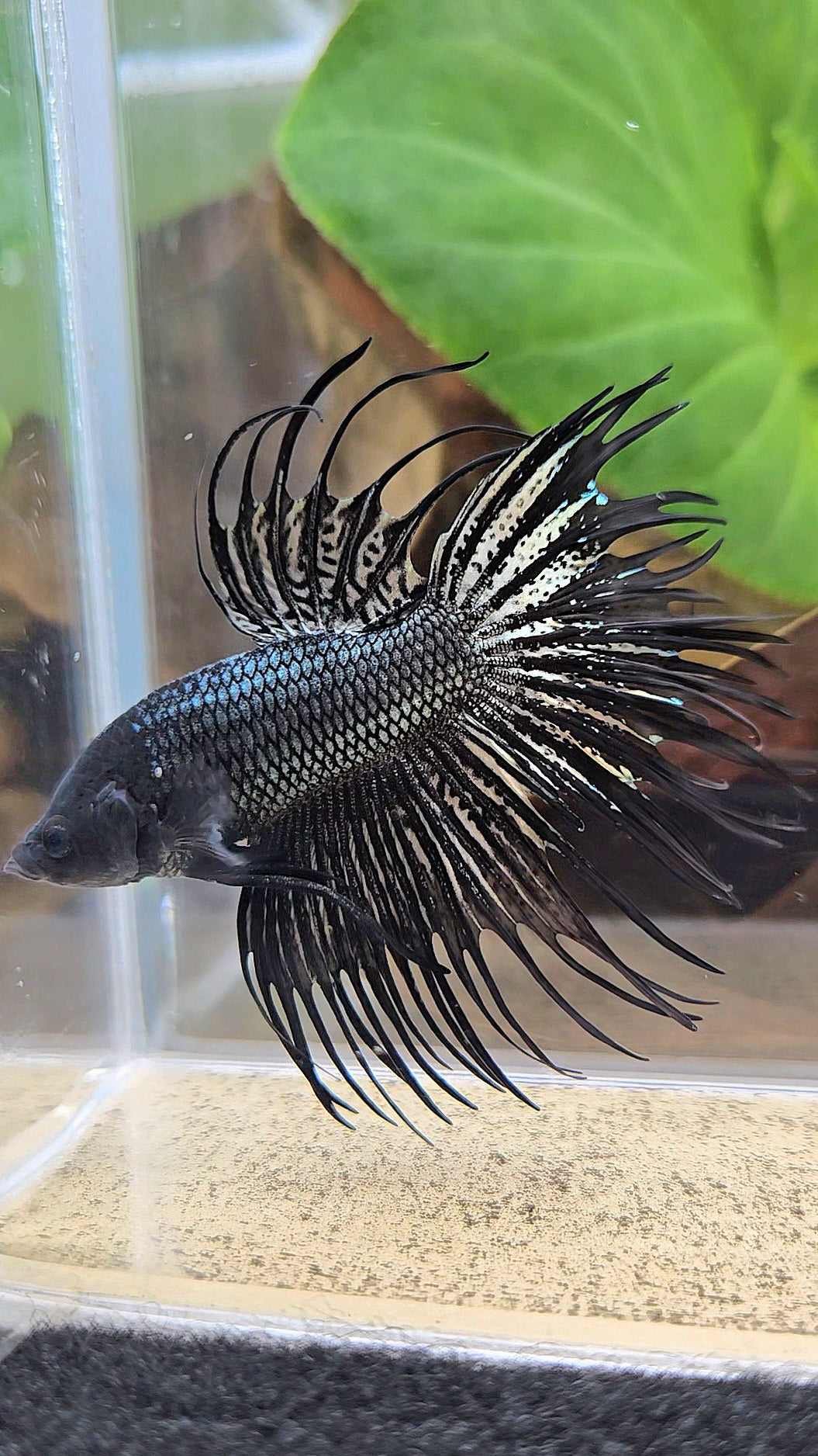 CROWNTAIL BLACK COPPER HYBRID WILD BETTA FISH