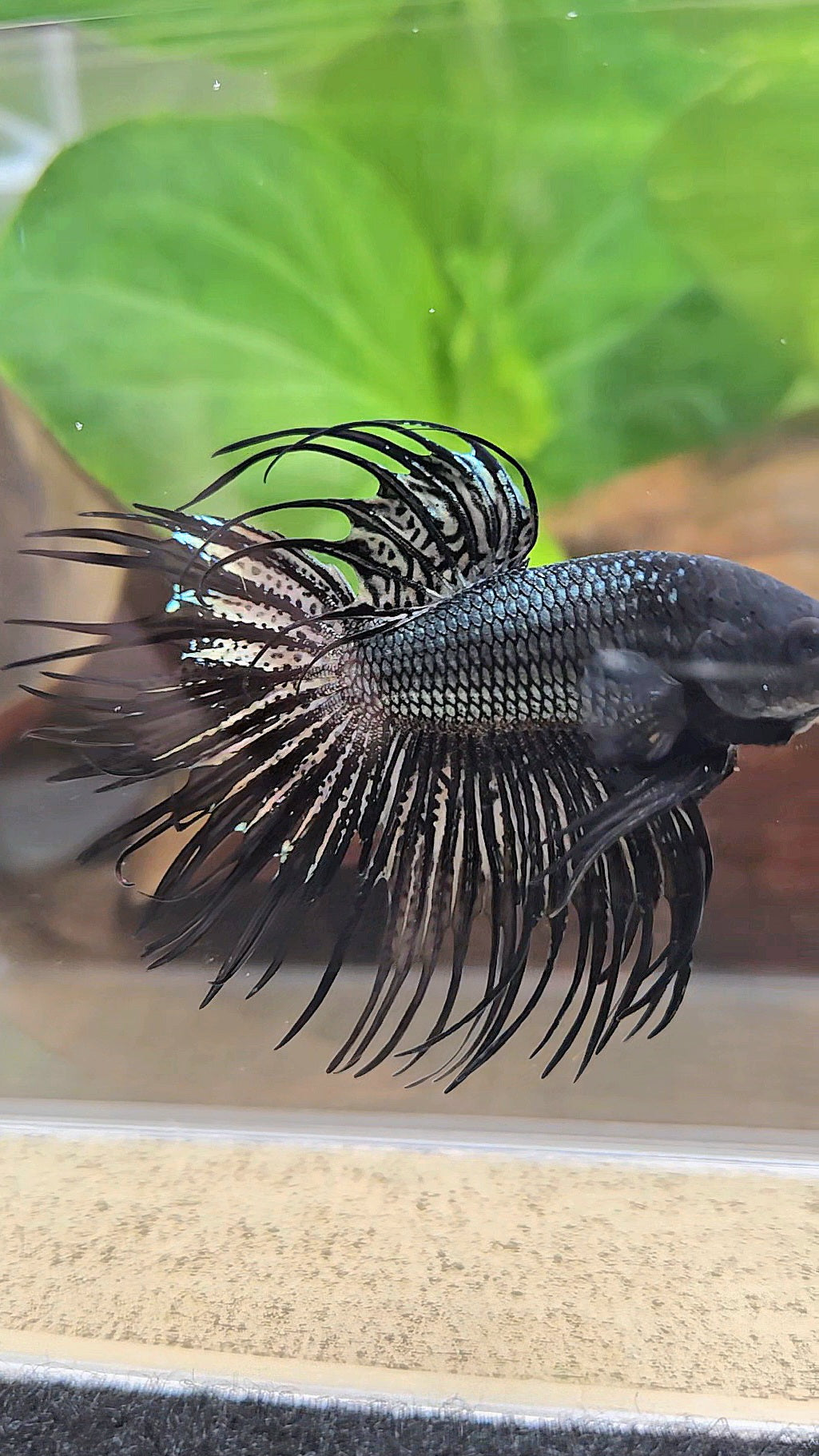 CROWNTAIL BLACK COPPER HYBRID WILD BETTA FISH