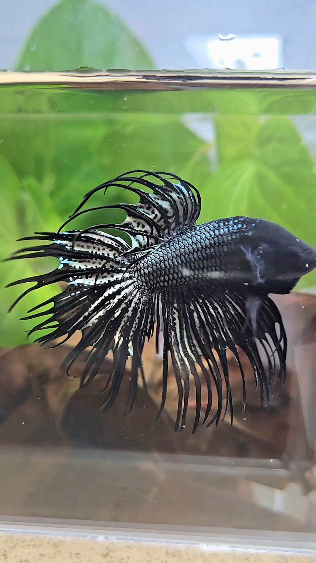 CROWNTAIL BLACK COPPER HYBRID WILD BETTA FISH