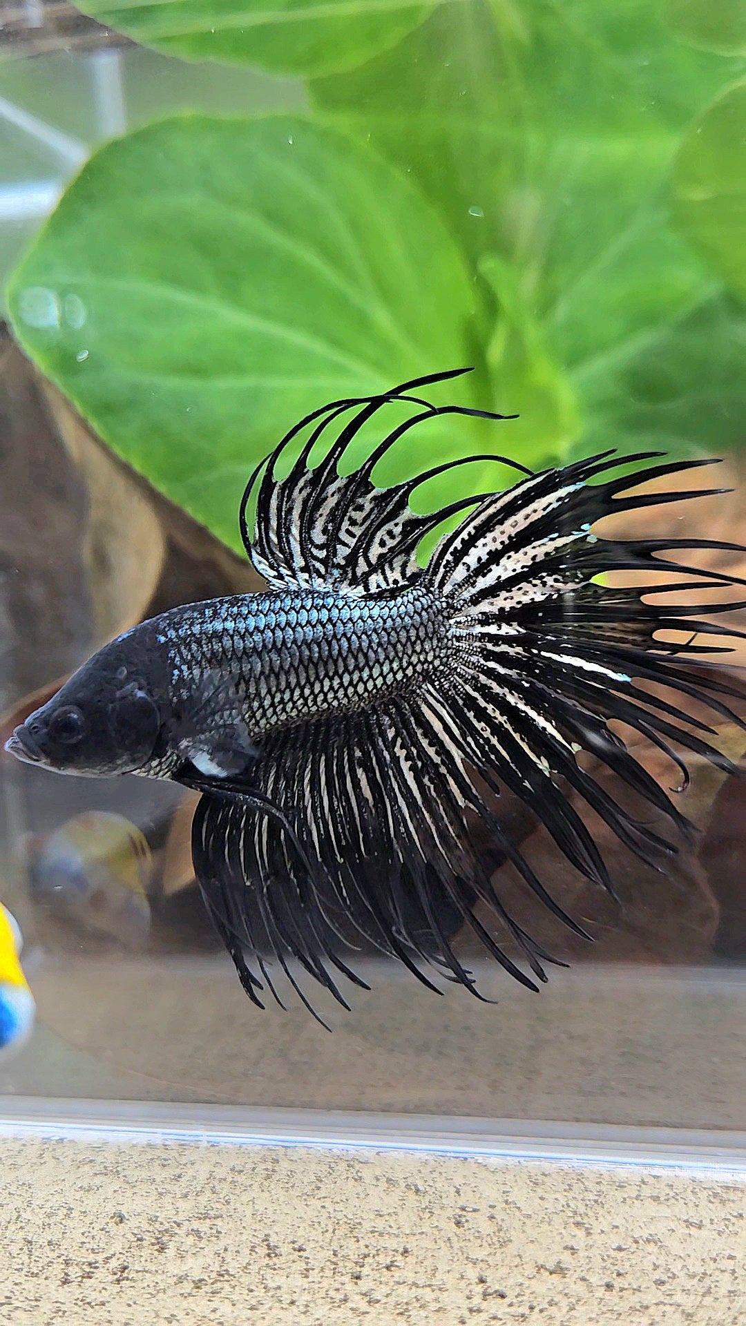 CROWNTAIL BLACK COPPER HYBRID WILD BETTA FISH