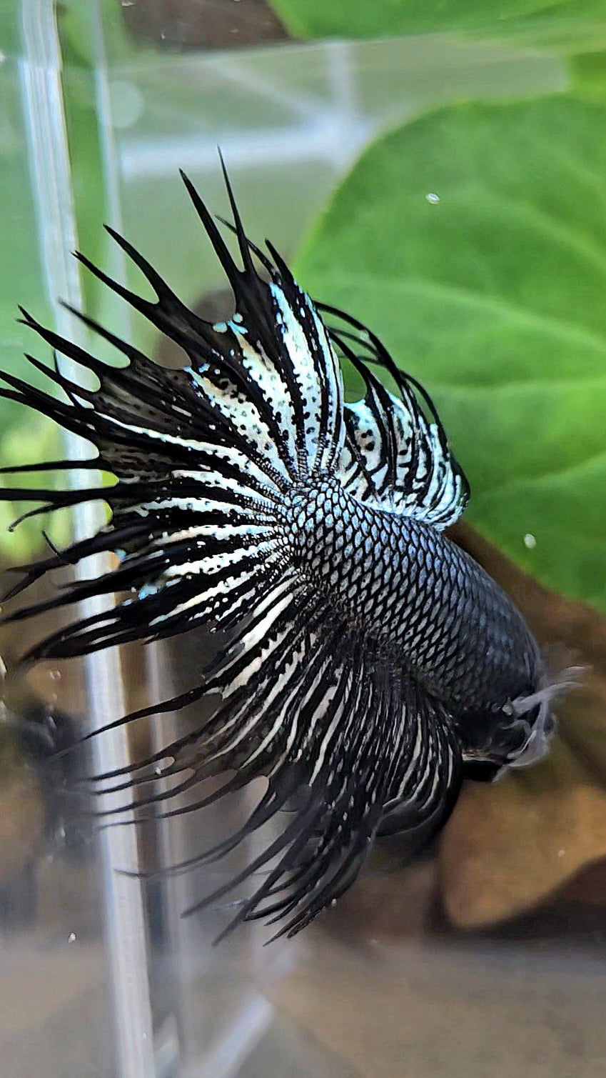 CROWNTAIL BLACK COPPER HYBRID WILD BETTA FISH