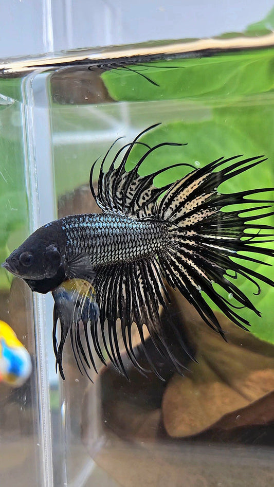 CROWNTAIL BLACK COPPER HYBRID WILD BETTA FISH