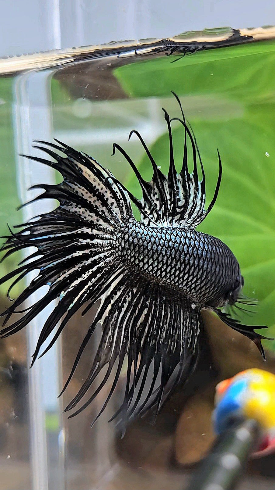 CROWNTAIL BLACK COPPER HYBRID WILD BETTA FISH