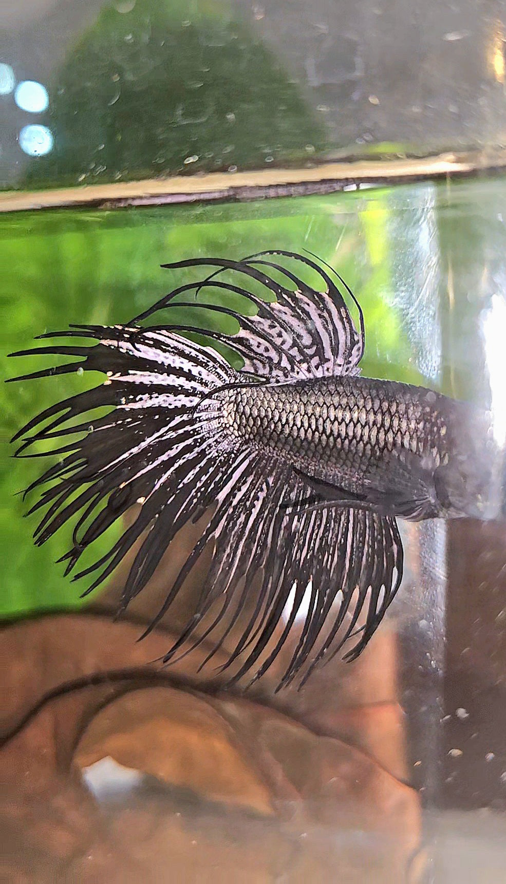 CROWNTAIL BLACK COPPER HYBRID WILD BETTA FISH