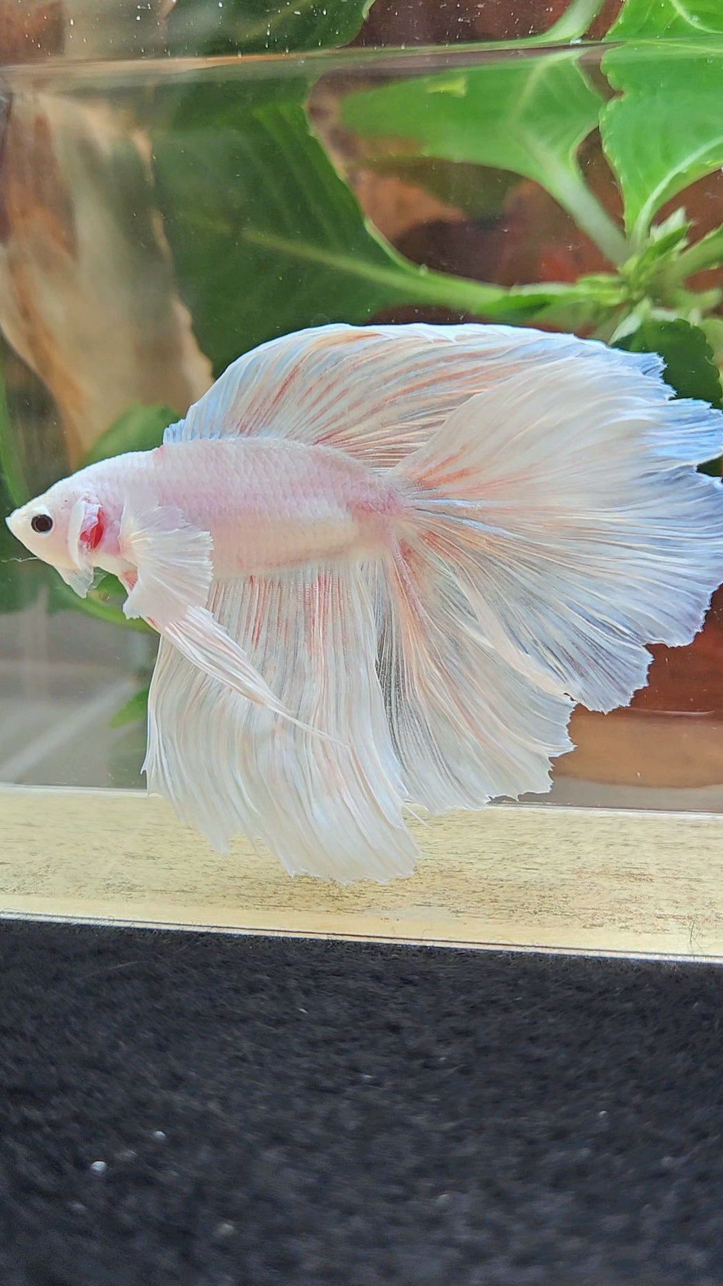 XL HALFMOON DOUBLE TAIL BIG EAR WHITE PLATINUM BETTA FISH