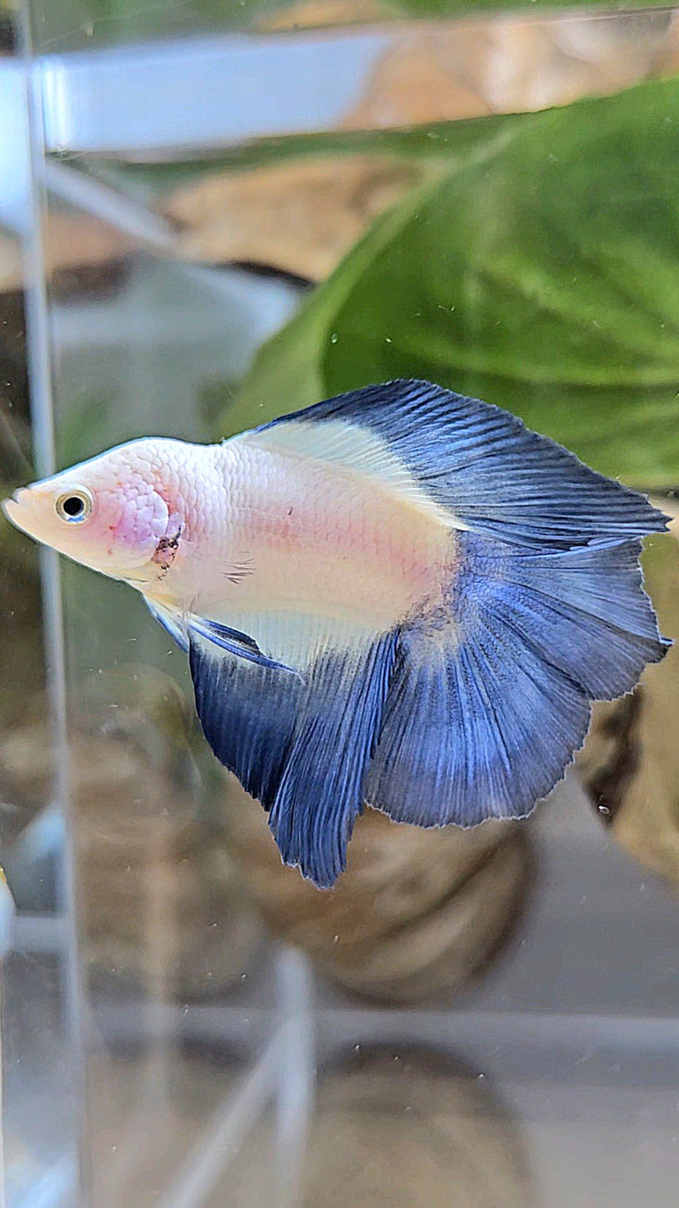 HALFMOON DOUBLE TAIL BLUE RIM MARBLE BETTA FISH