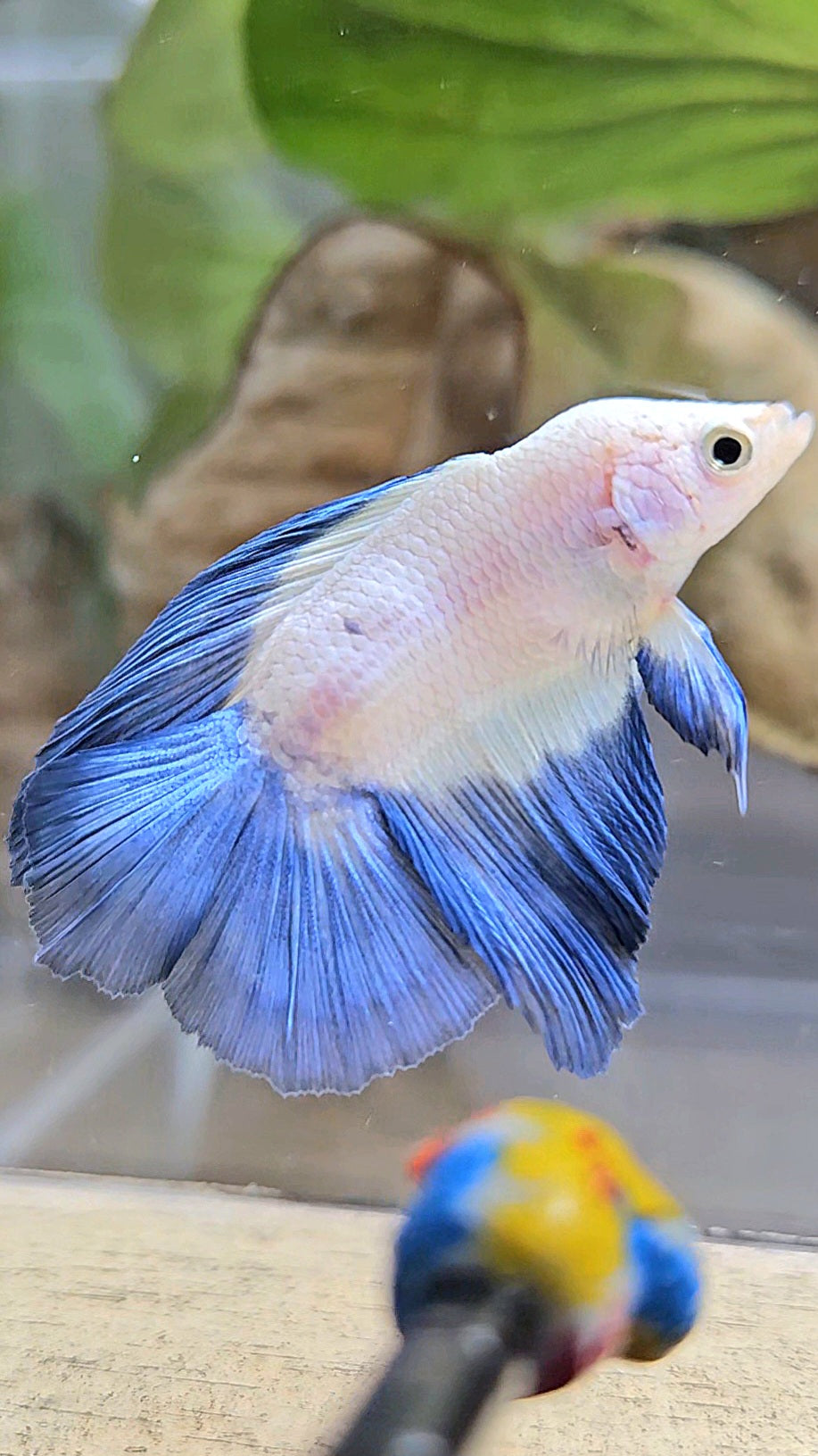 HALFMOON DOUBLE TAIL BLUE RIM MARBLE BETTA FISH