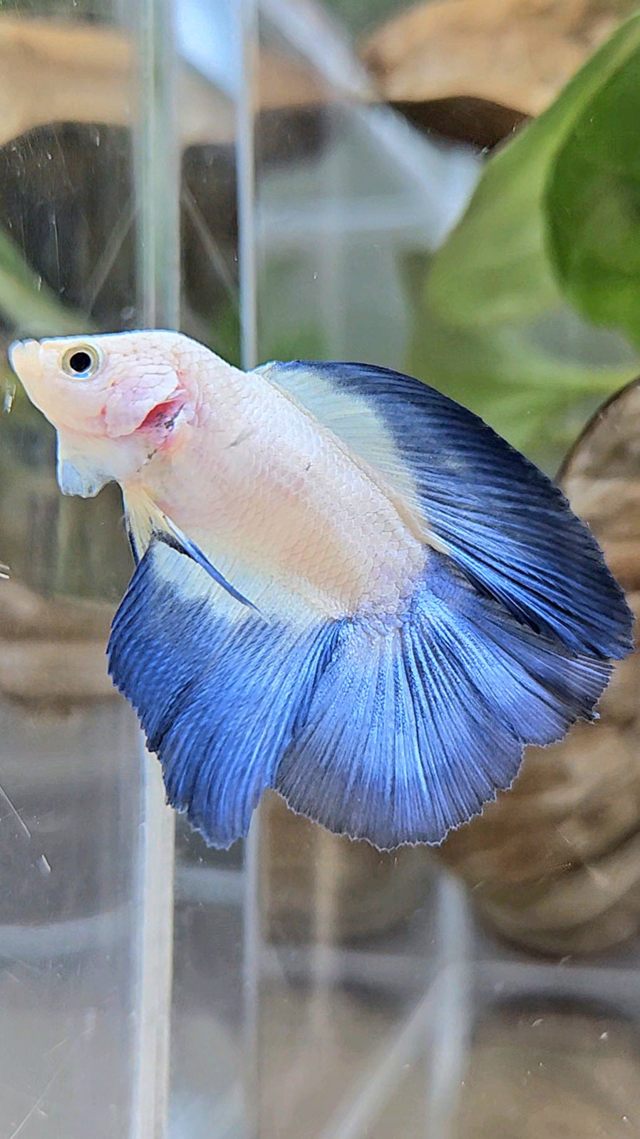 HALFMOON DOUBLE TAIL BLUE RIM MARBLE BETTA FISH