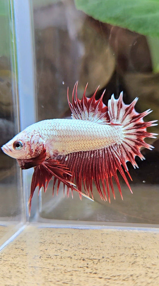 LUXURY CROWNTAIL PLAKAT RED DRAGON SNOW BETTA FISH