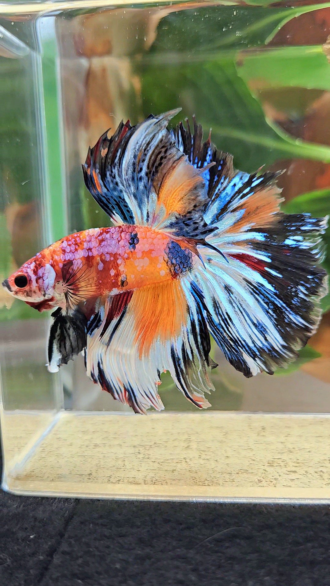 HALFMOON ROSETAIL SUPER MULTICOLOR ORANGE METALLIC BETTA FISH