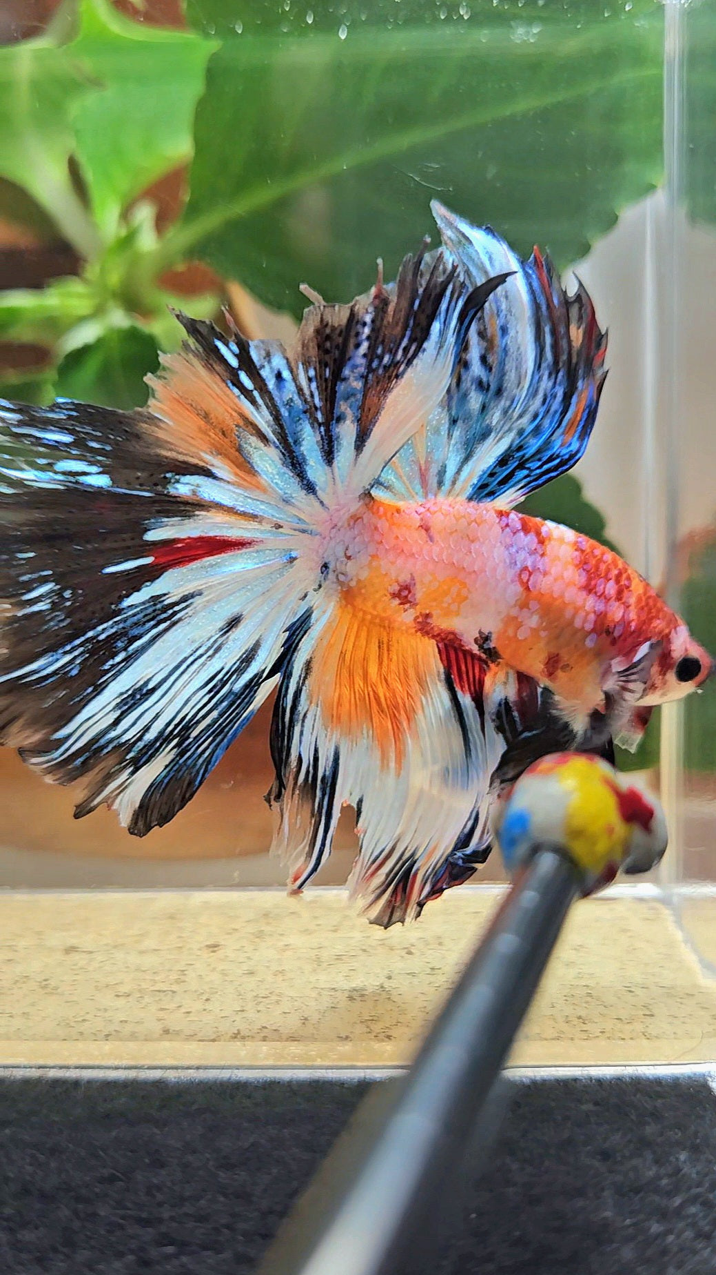HALFMOON ROSETAIL SUPER MULTICOLOR ORANGE METALLIC BETTA FISH