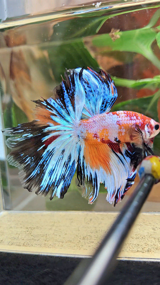 HALFMOON ROSETAIL SUPER MULTICOLOR ORANGE METALLIC BETTA FISH