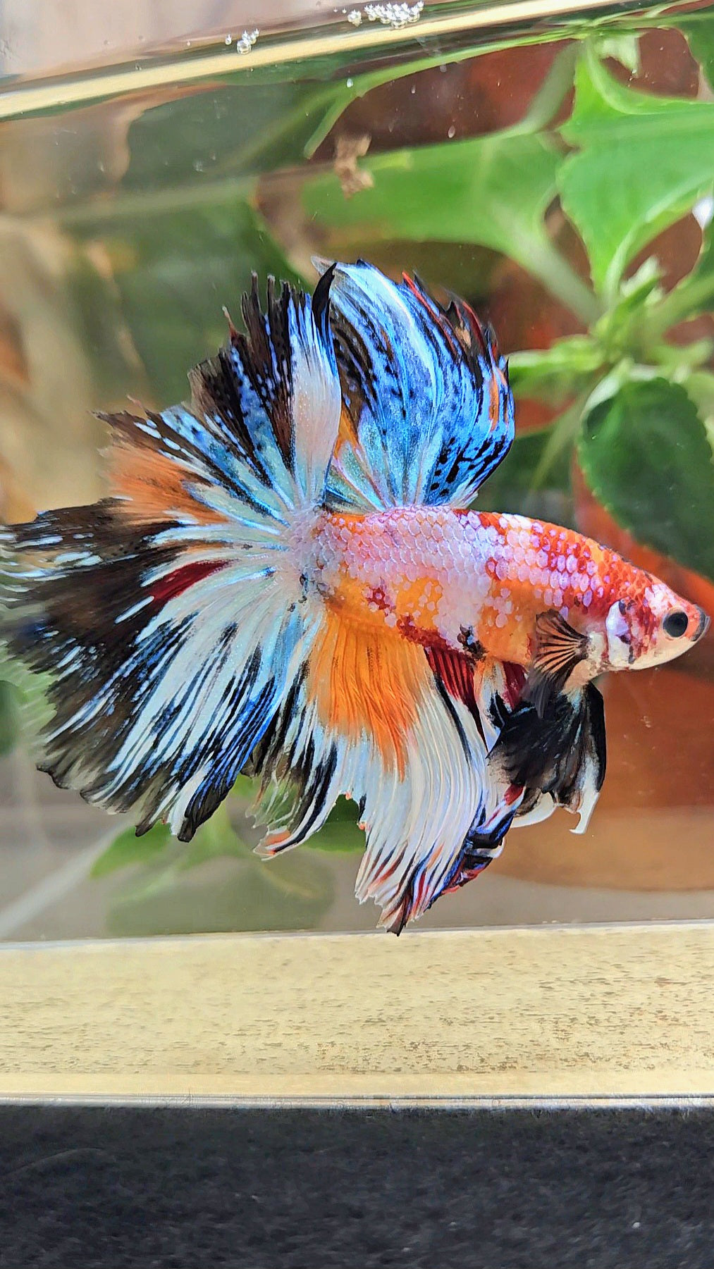 HALFMOON ROSETAIL SUPER MULTICOLOR ORANGE METALLIC BETTA FISH