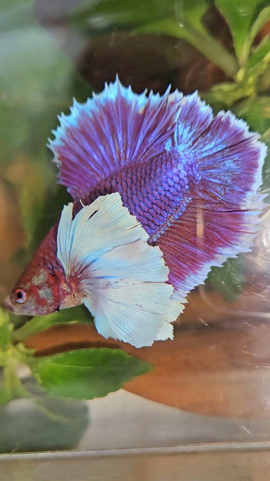 LUXURY PLAKAT DUMBO EAR DOUBLE TAIL SUPER PURPLE BETTA FISH
