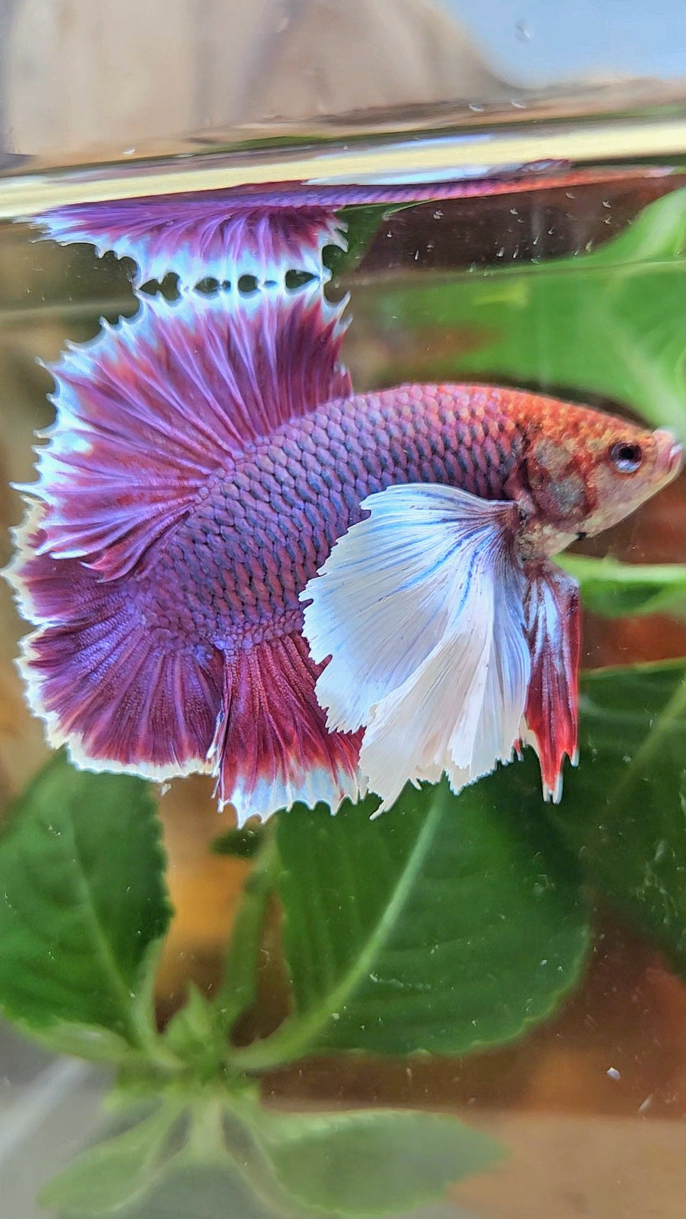 LUXURY PLAKAT DUMBO EAR DOUBLE TAIL SUPER PURPLE BETTA FISH