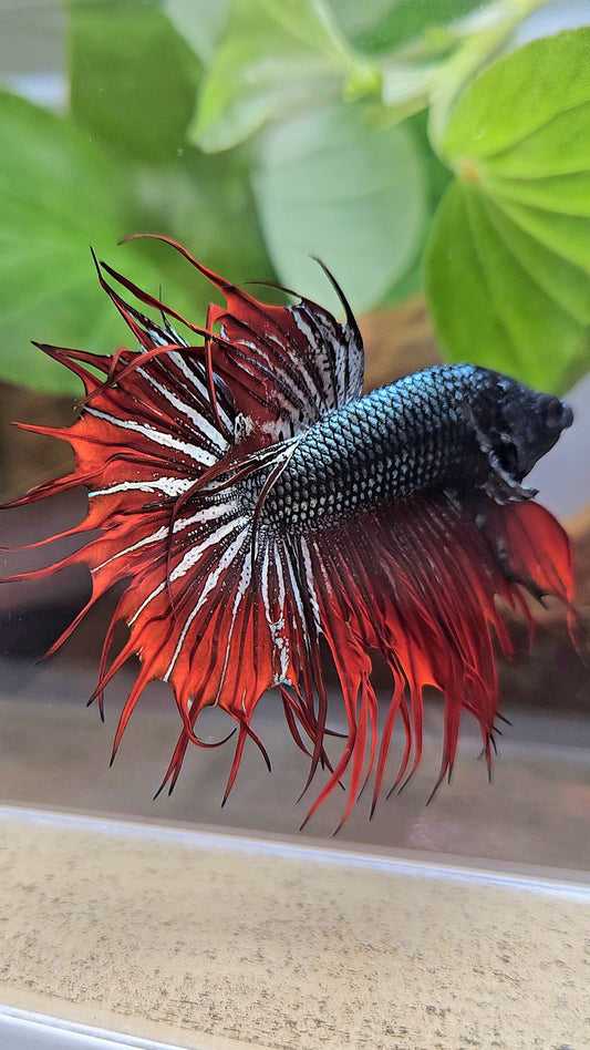 CROWNTAIL IMBELLIS RED COPPER HYBRID WILD BETTA FISH