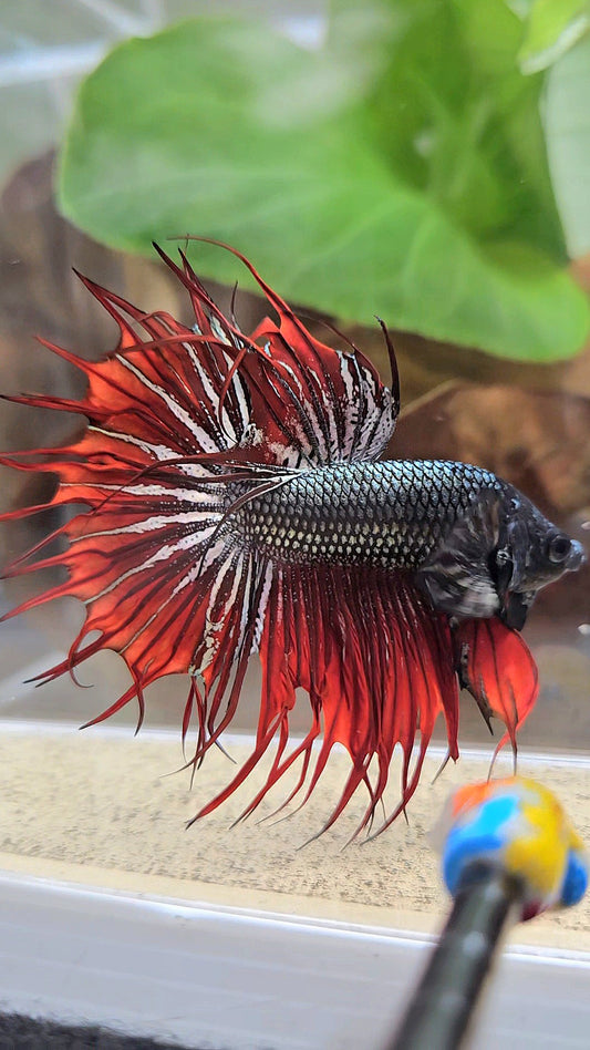 CROWNTAIL IMBELLIS RED COPPER HYBRID WILD BETTA FISH