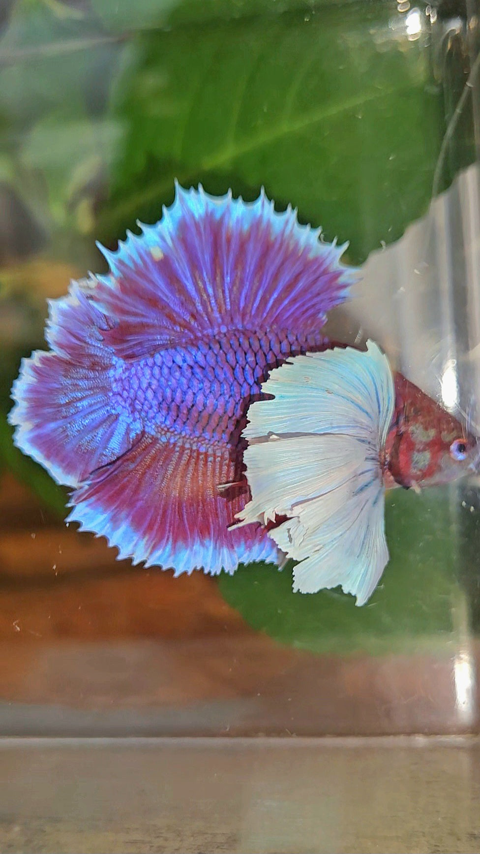 LUXURY PLAKAT DUMBO EAR DOUBLE TAIL SUPER PURPLE BETTA FISH