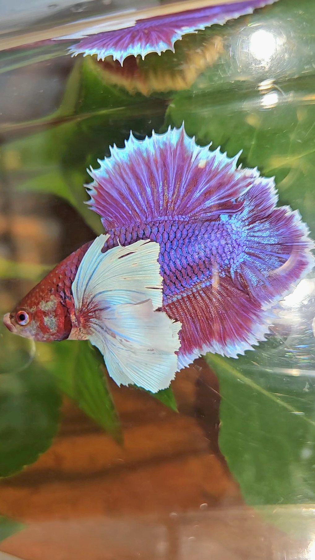 LUXURY PLAKAT DUMBO EAR DOUBLE TAIL SUPER PURPLE BETTA FISH
