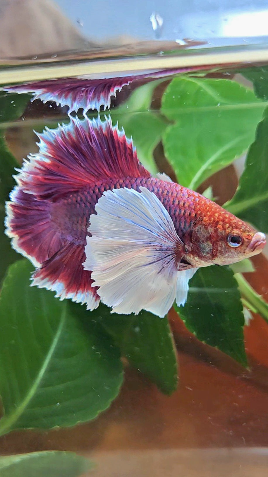 LUXURY PLAKAT DUMBO EAR DOUBLE TAIL SUPER PURPLE BETTA FISH