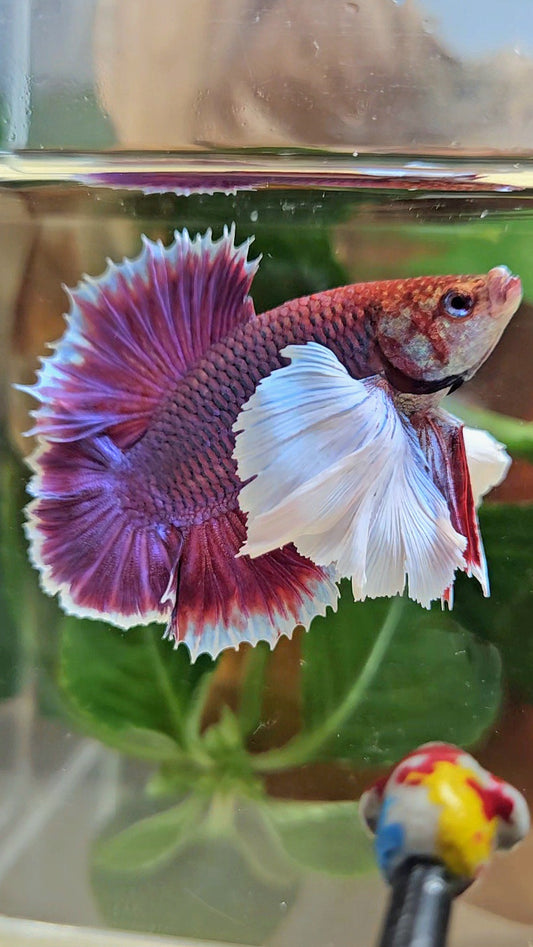 LUXURY PLAKAT DUMBO EAR DOUBLE TAIL SUPER PURPLE BETTA FISH