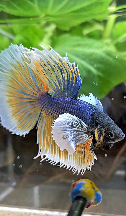 HALFMOON DUMBO EAR BLUE YELLOW MUSTARD GAS BETTA FISH