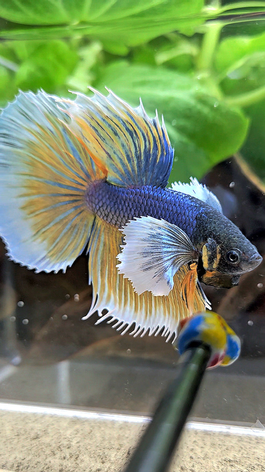 HALFMOON DUMBO EAR BLUE YELLOW MUSTARD GAS BETTA FISH