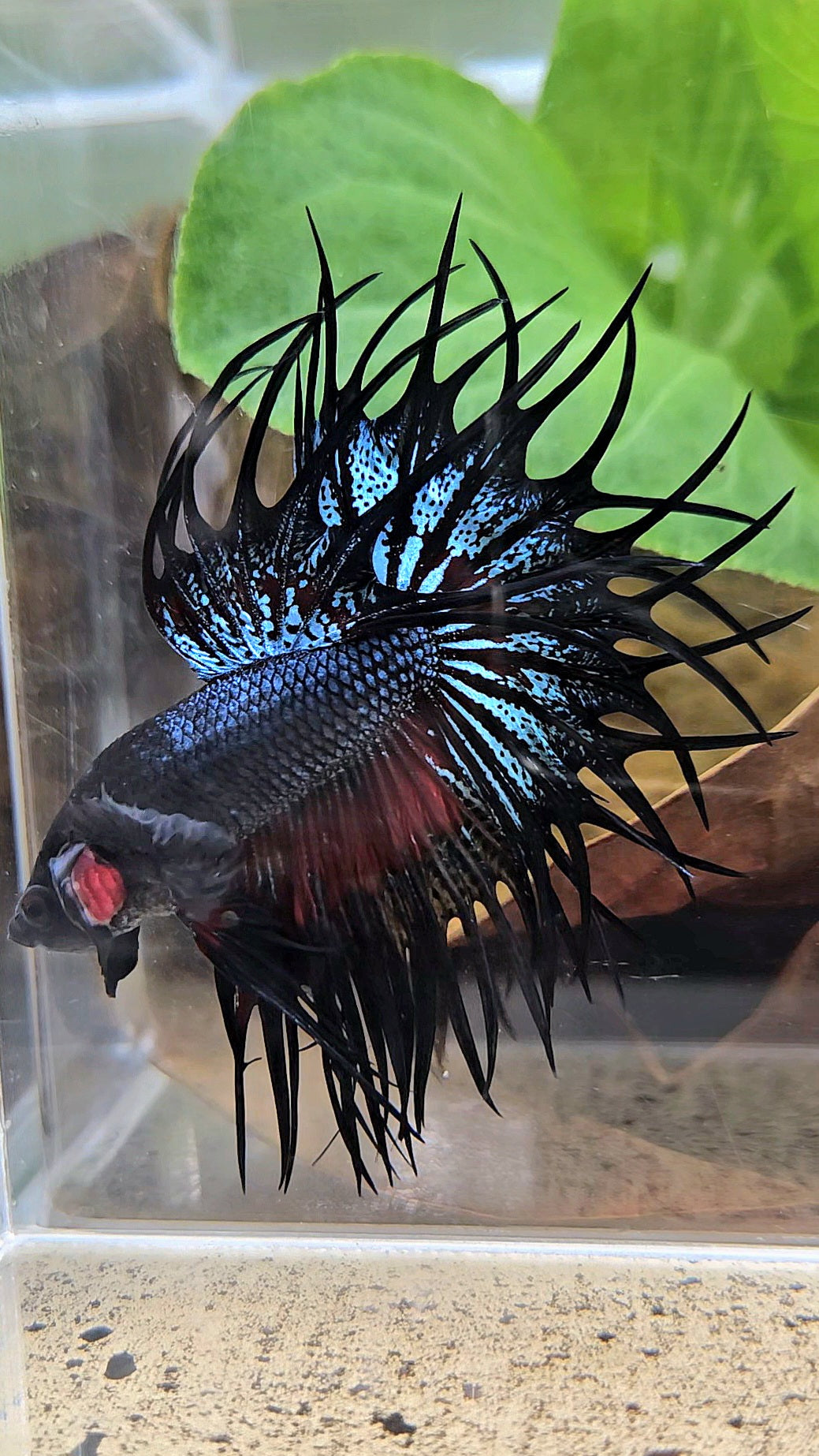 LUXURY XL KING CROWNTAIL BLACK ORCHID RED WASH BETTA FISH