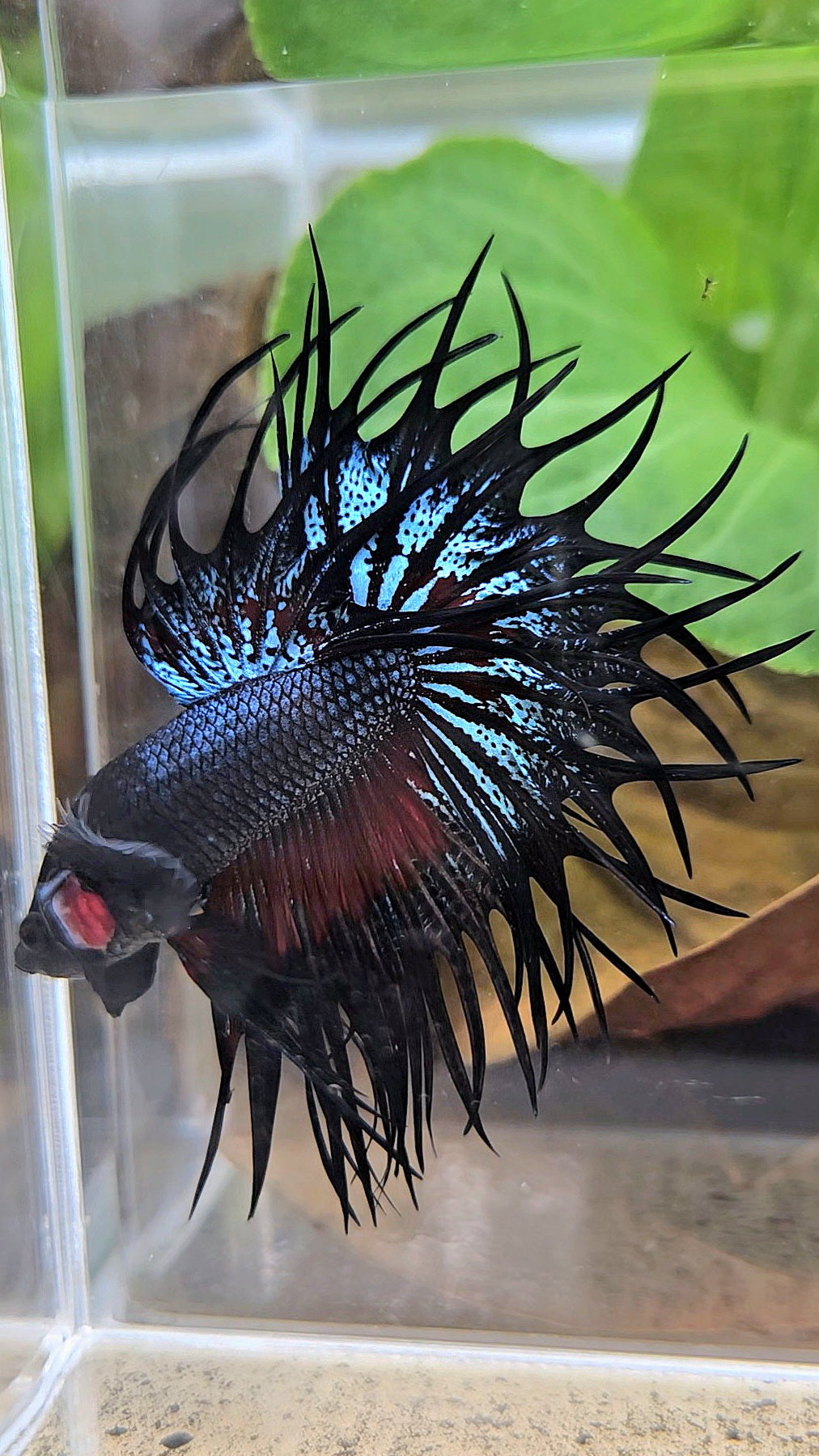 LUXURY XL KING CROWNTAIL BLACK ORCHID RED WASH BETTA FISH