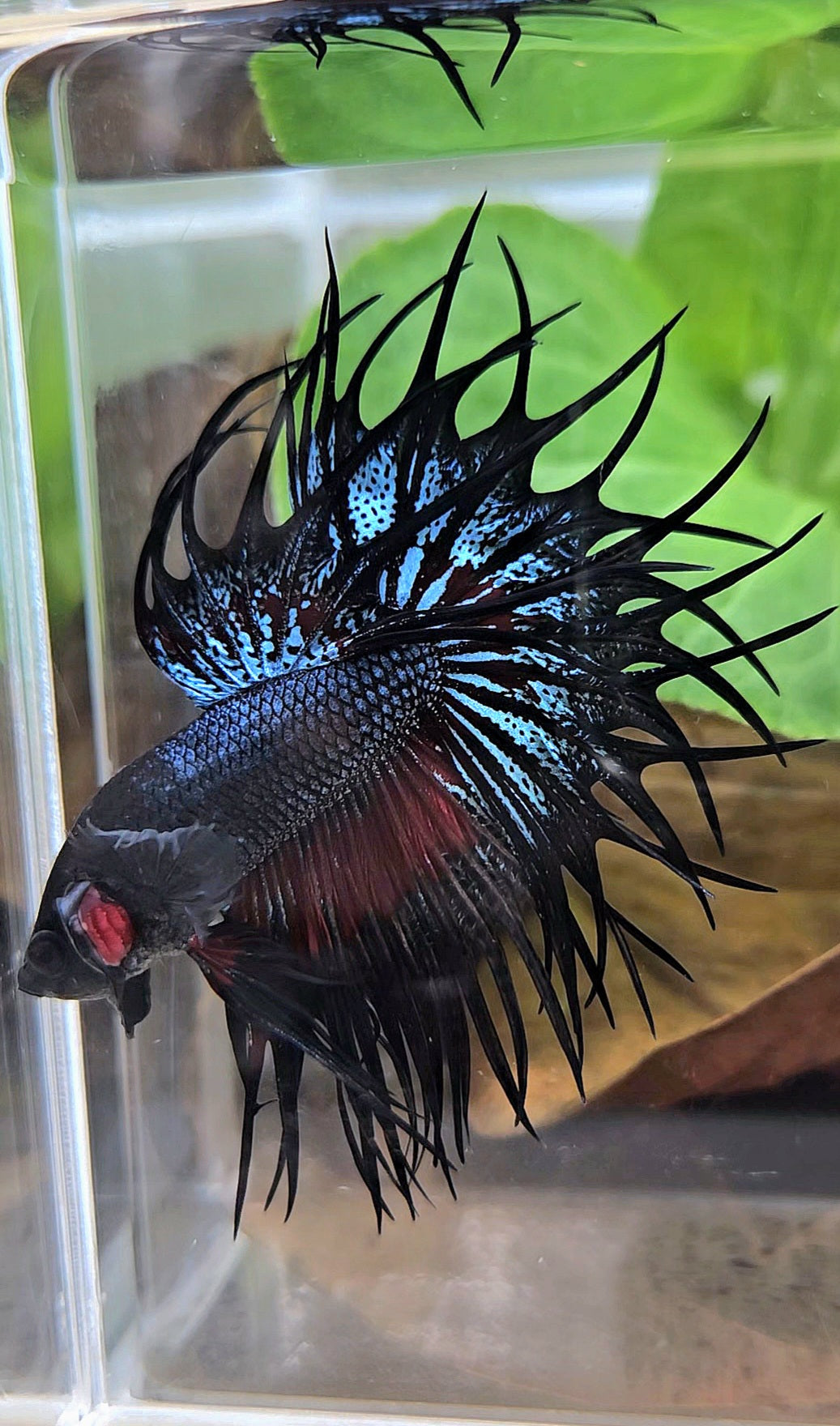 LUXURY XL KING CROWNTAIL BLACK ORCHID RED WASH BETTA FISH