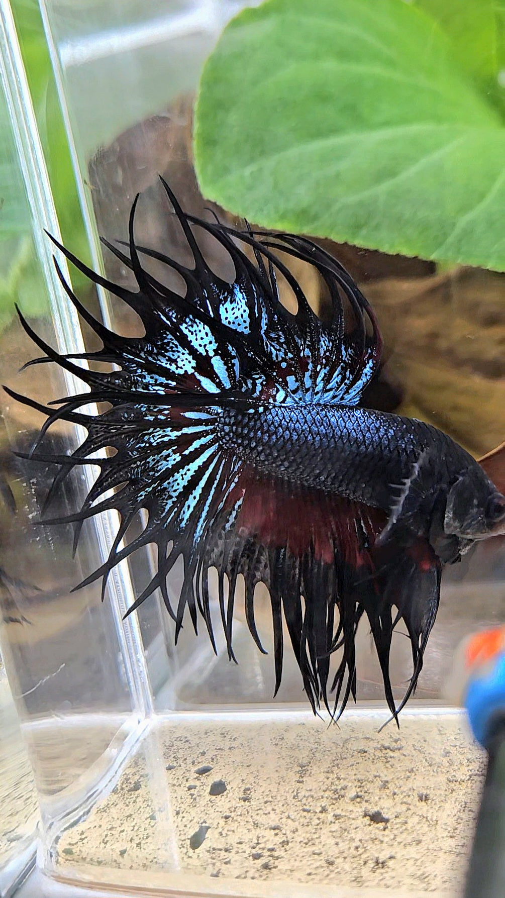 LUXURY XL KING CROWNTAIL BLACK ORCHID RED WASH BETTA FISH