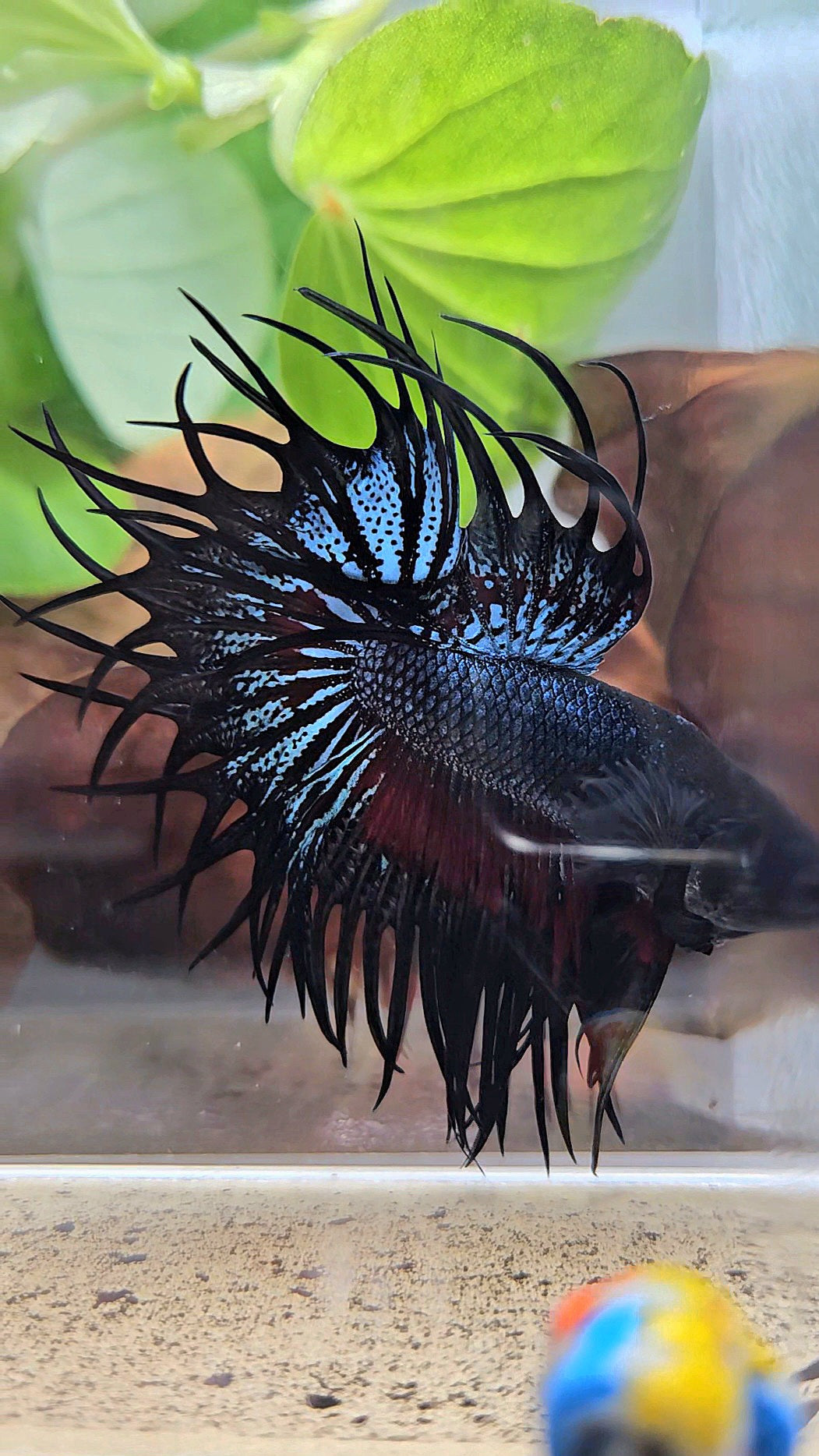 LUXURY XL KING CROWNTAIL BLACK ORCHID RED WASH BETTA FISH