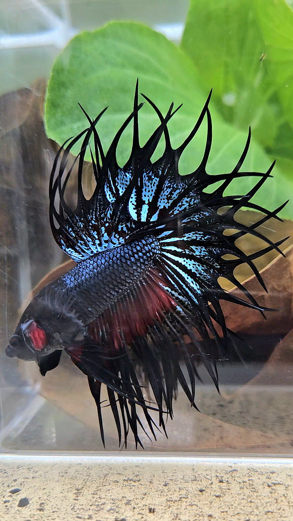 LUXURY XL KING CROWNTAIL BLACK ORCHID RED WASH BETTA FISH
