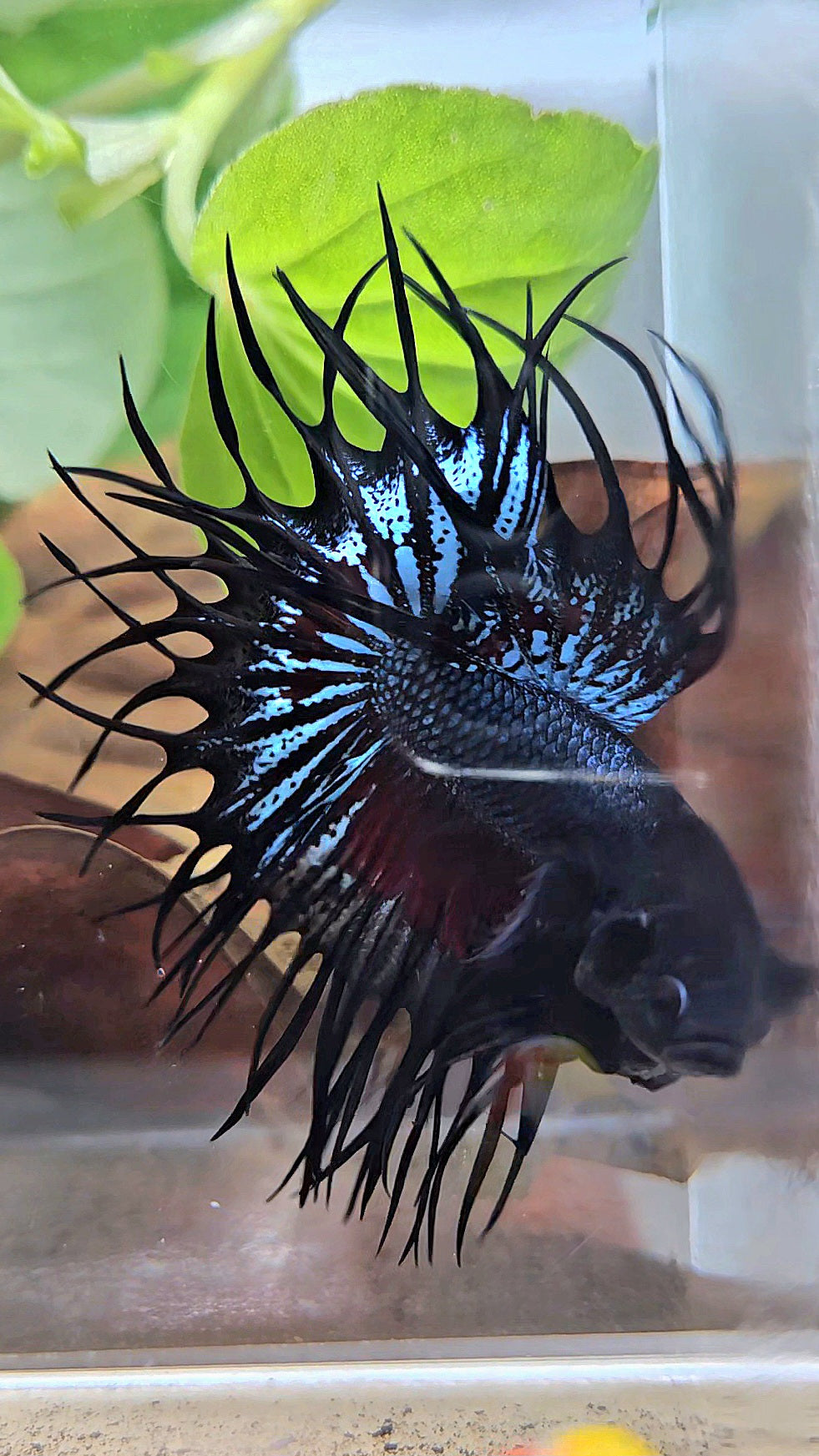 LUXURY XL KING CROWNTAIL BLACK ORCHID RED WASH BETTA FISH