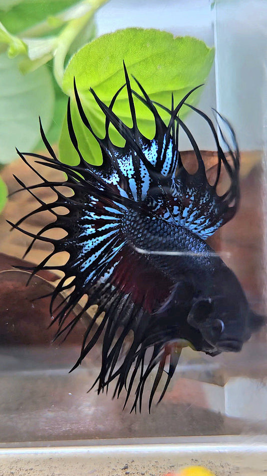 LUXURY XL KING CROWNTAIL BLACK ORCHID RED WASH BETTA FISH